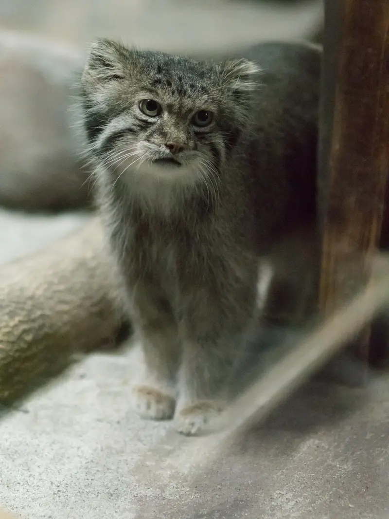恩賜上野動物園のクリョンの写真