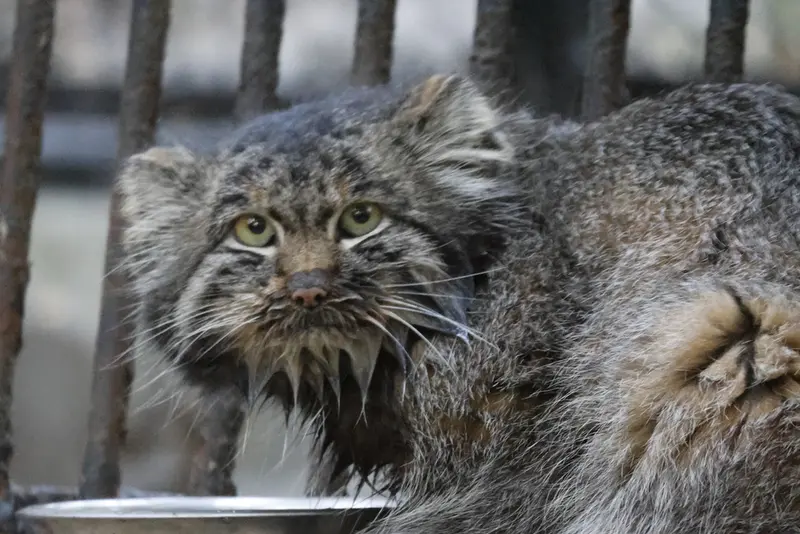 ノヴォシビルスク動物園のマリクの写真
