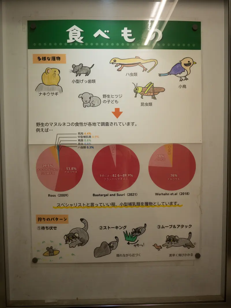 野毛山動物園のマヌルネコの写真