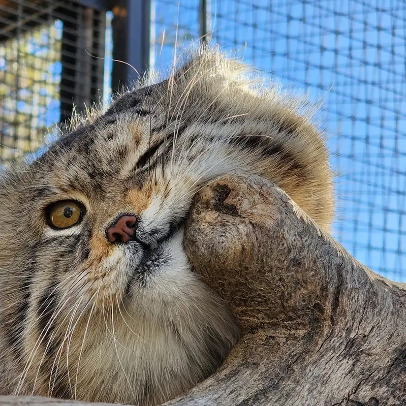 プロジェクト・サバイバルズ・キャット・ヘイブンのガラブの写真