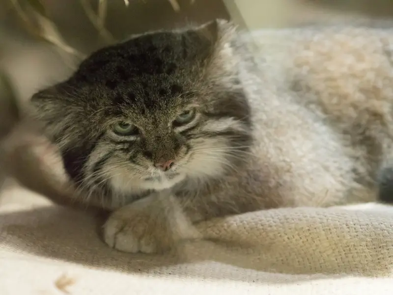 恩賜上野動物園のクリョンの写真