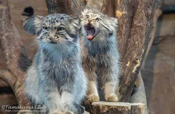 マヌルネコの写真