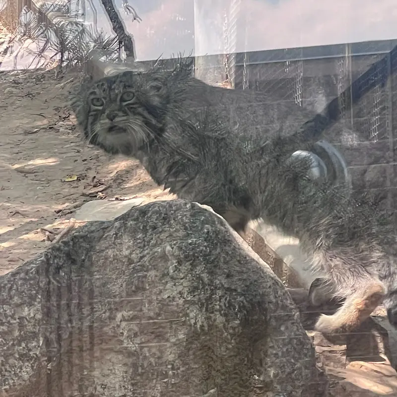 プエブロ動物園のタイ・チーの写真