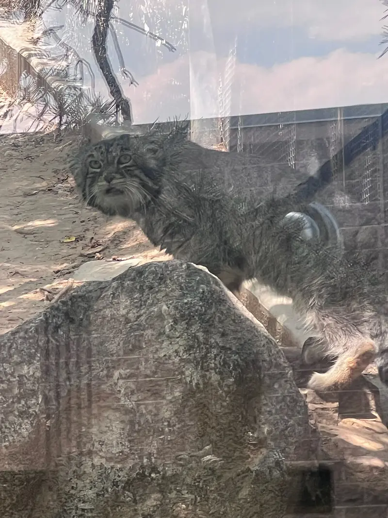 プエブロ動物園のタイ・チーの写真