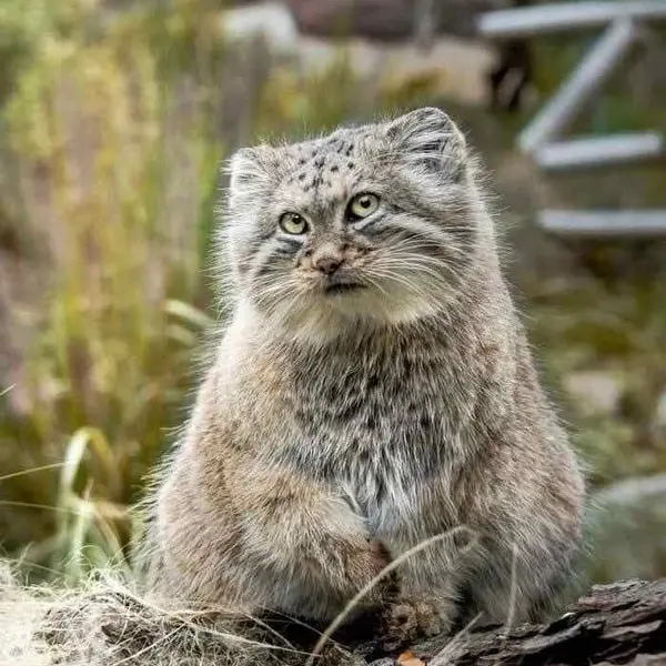 ヴロツワフ動物園のマヌルネコの写真