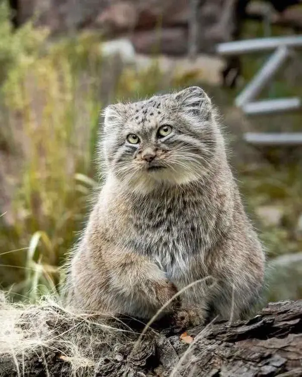 ヴロツワフ動物園のマヌルネコの写真