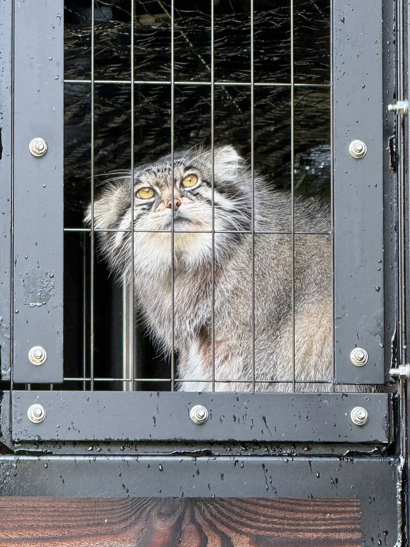 旭山動物園のグルーシャの写真