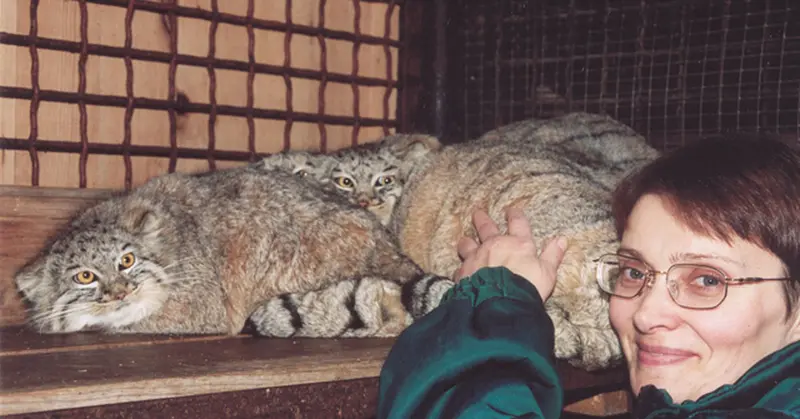 モスクワ動物園のマヌルネコの写真