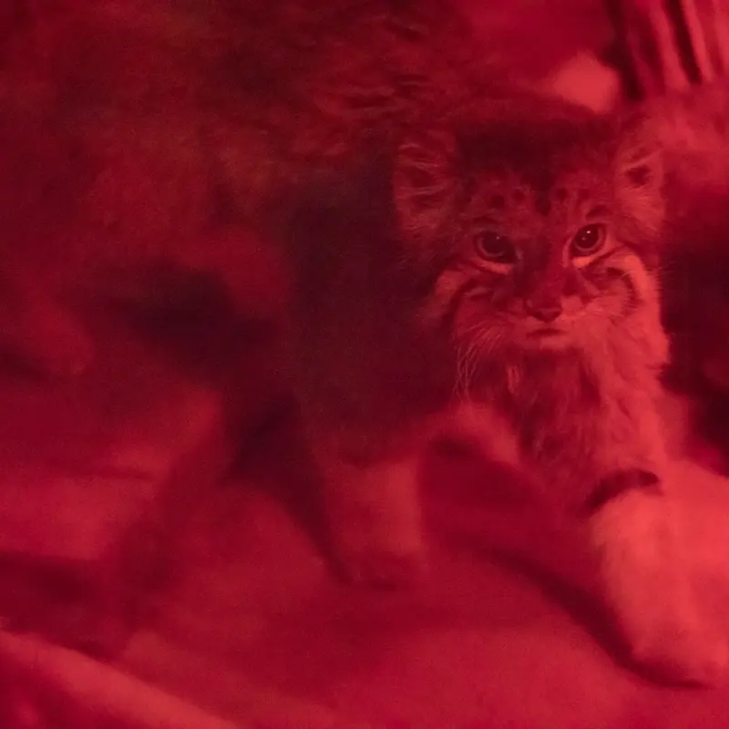 恩賜上野動物園のナイマの写真