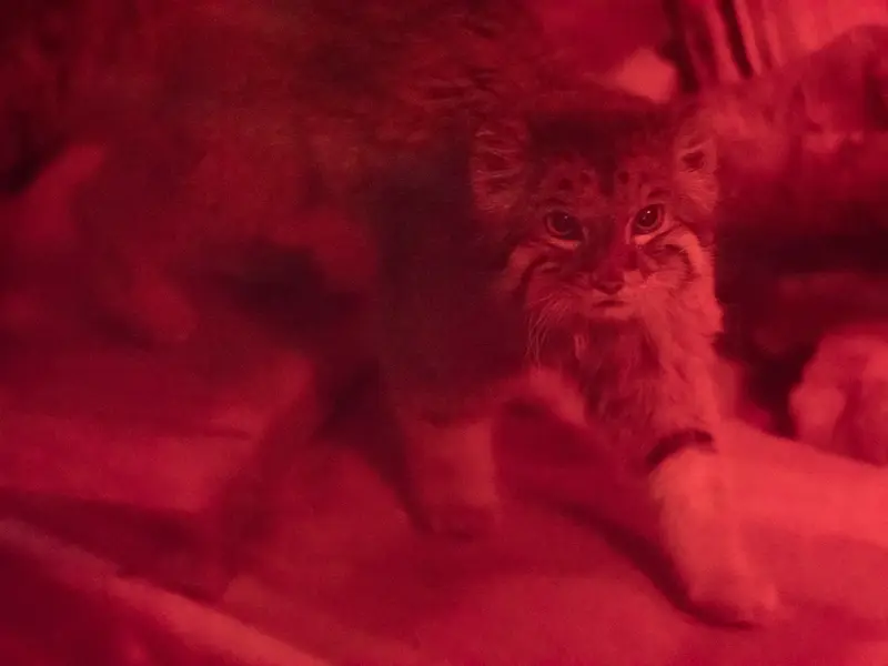 恩賜上野動物園のナイマの写真
