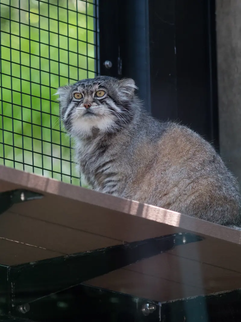 旭山動物園のグルーシャの写真