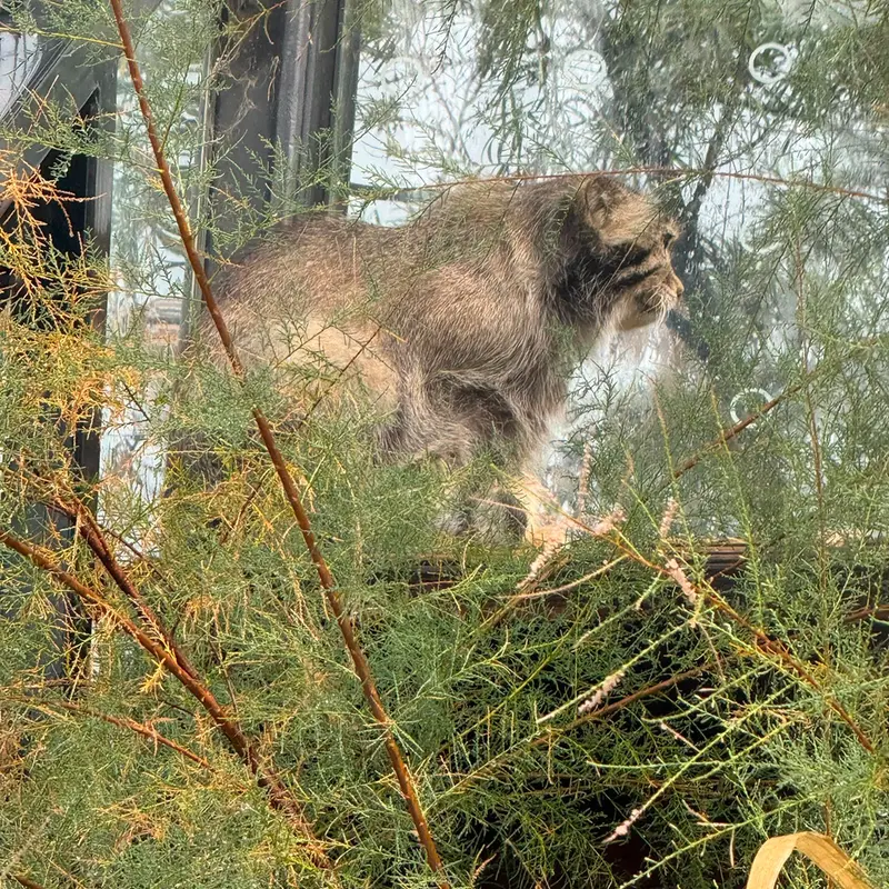 プラハ動物園のスパイの写真