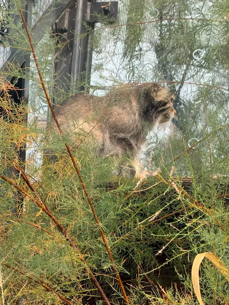 プラハ動物園のスパイの写真