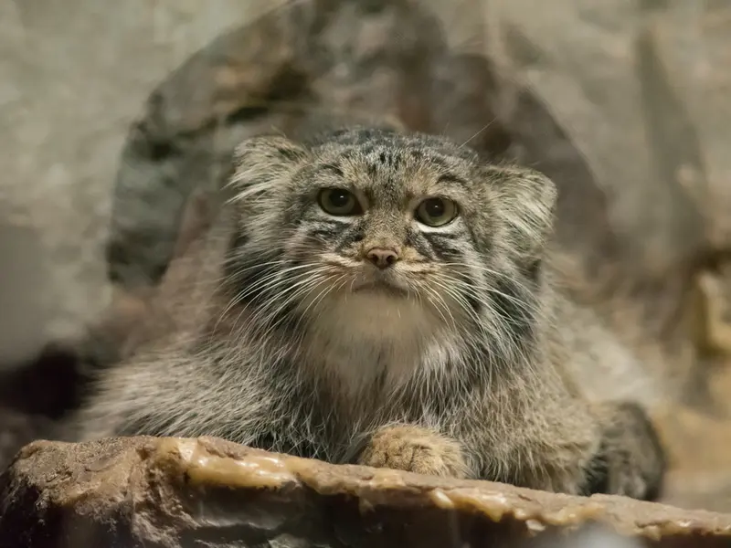 恩賜上野動物園のサフランの写真