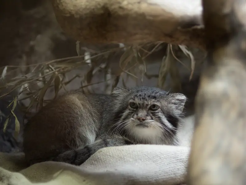恩賜上野動物園のクリョンの写真