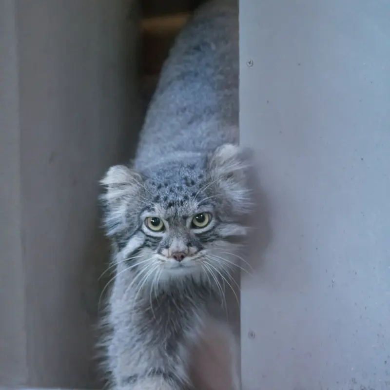 野毛山動物園のフィーガの写真