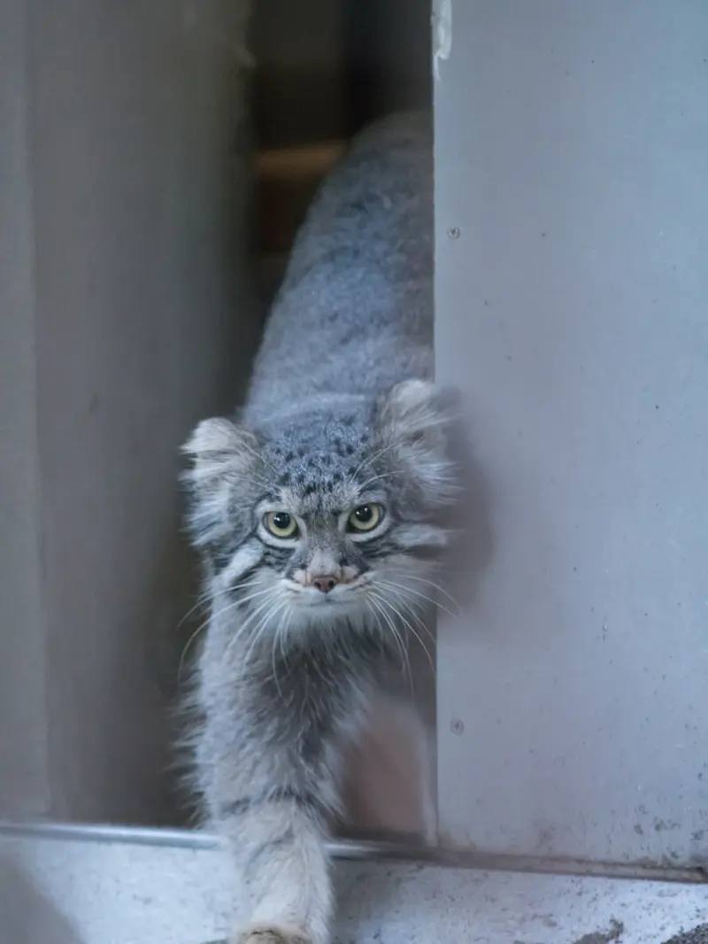 野毛山動物園のフィーガの写真