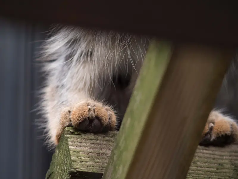 旭山動物園のヒデの写真
