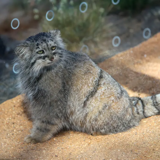 プラハ動物園のプリンセッサの写真