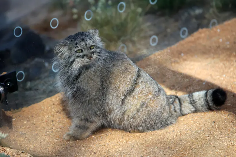 プラハ動物園のプリンセッサの写真