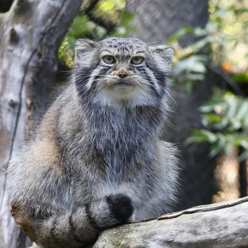 ノヴォシビルスク動物園のイヴの写真