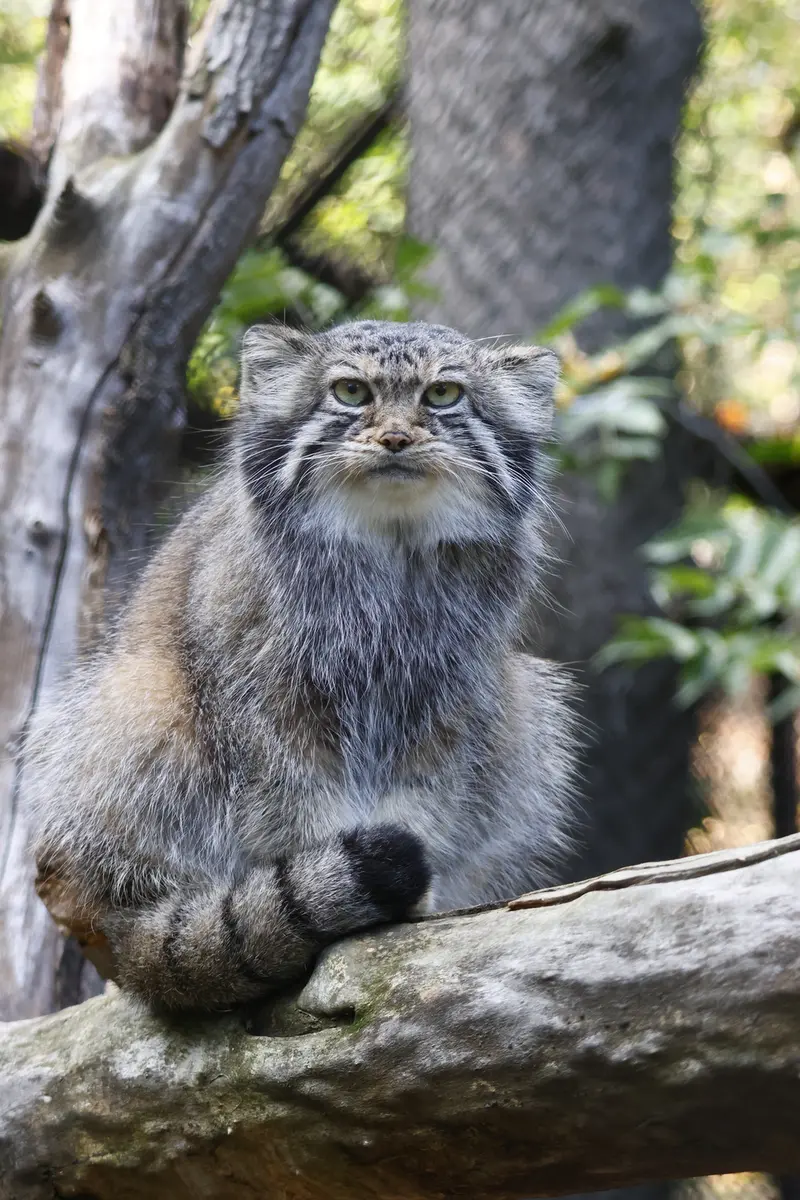 ノヴォシビルスク動物園のイヴの写真