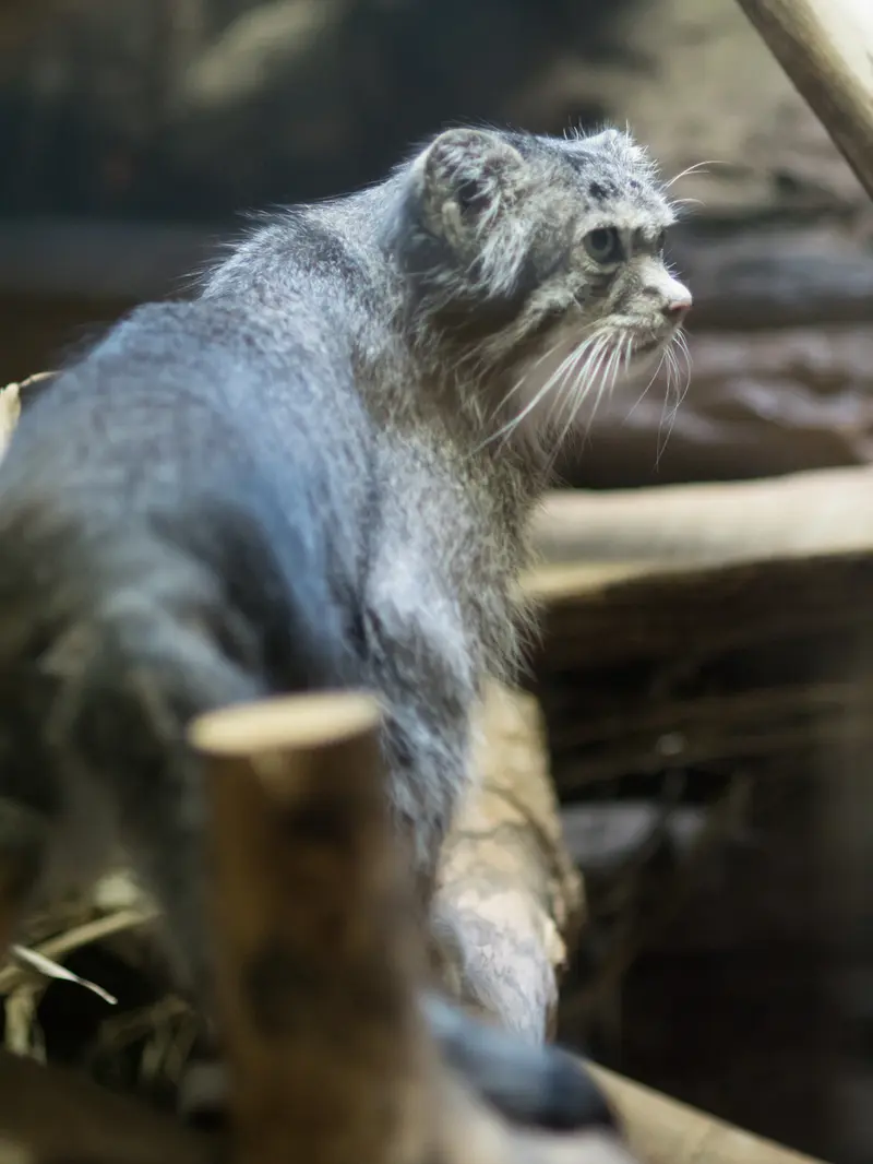 恩賜上野動物園のクリョンの写真
