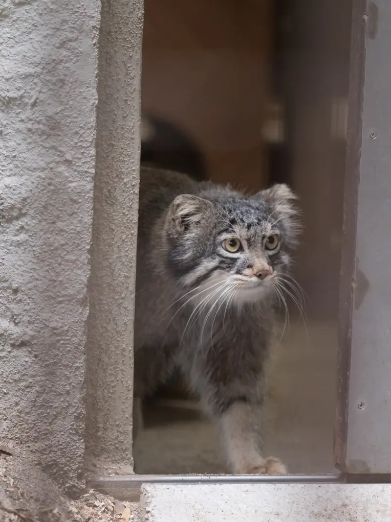 野毛山動物園のフィーガの写真