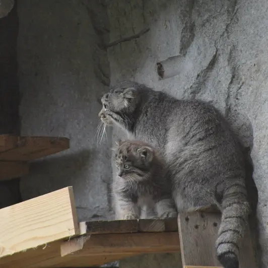 モスクワ動物園のヴァルヴァラとダーライの写真