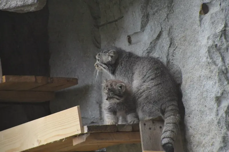 モスクワ動物園のヴァルヴァラとダーライの写真