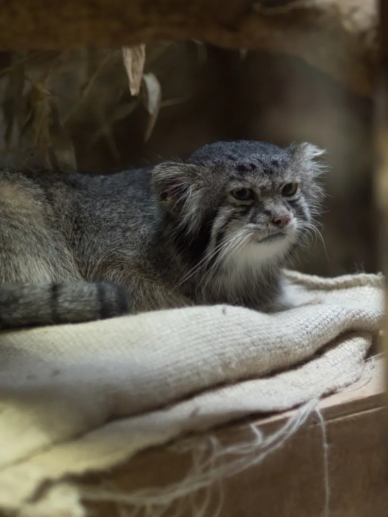 恩賜上野動物園のクリョンの写真