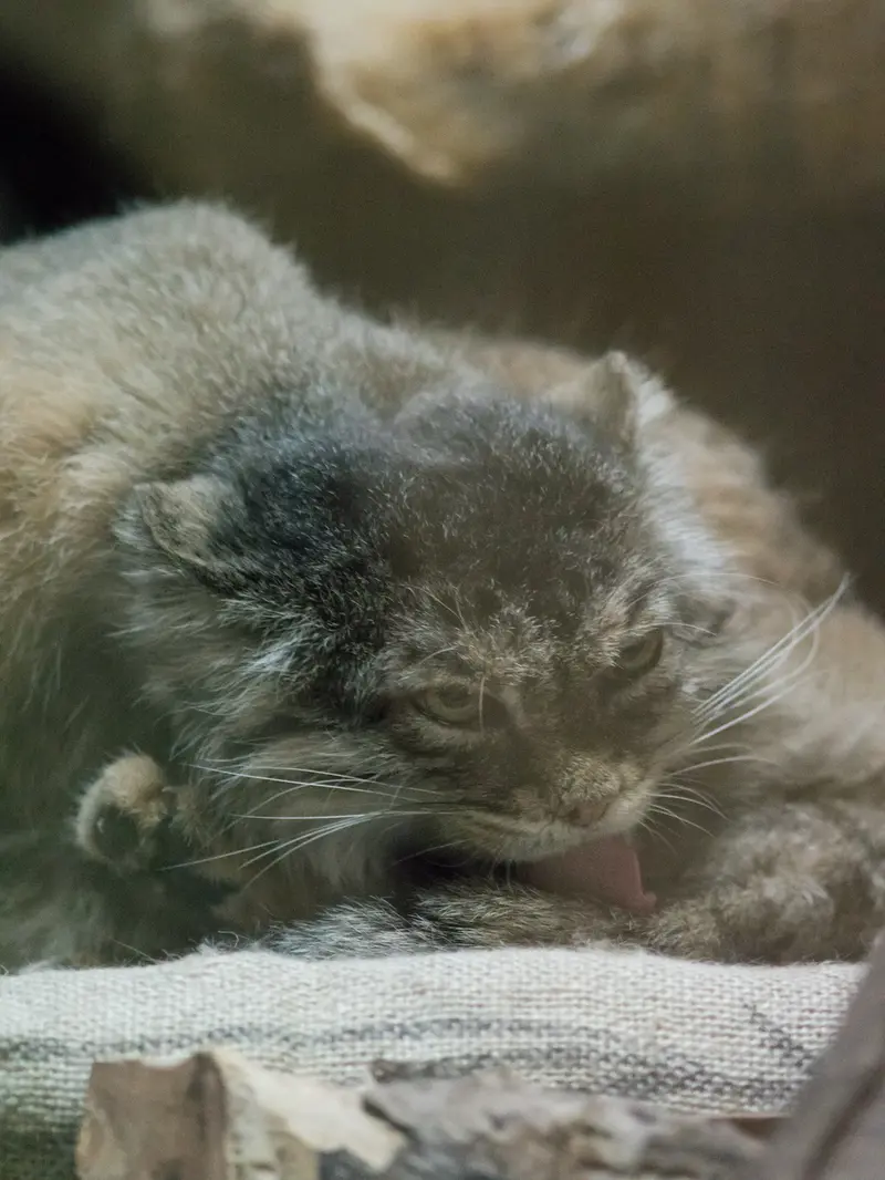 恩賜上野動物園のプリームラの写真