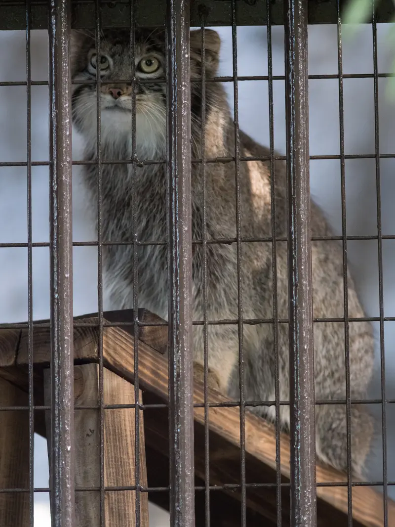 野毛山動物園のフィーガの写真
