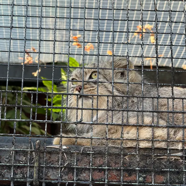 レニングラード動物園のシューの写真