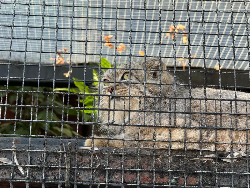 レニングラード動物園のシューの写真