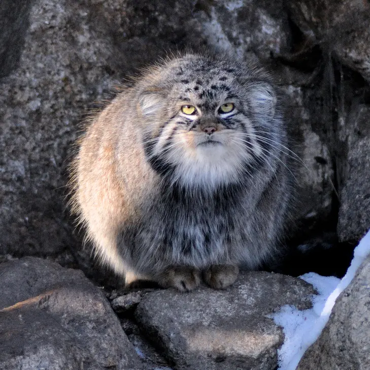 ゲルリッツ動物園のブルースの写真