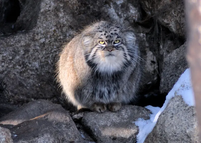 ゲルリッツ動物園のブルースの写真
