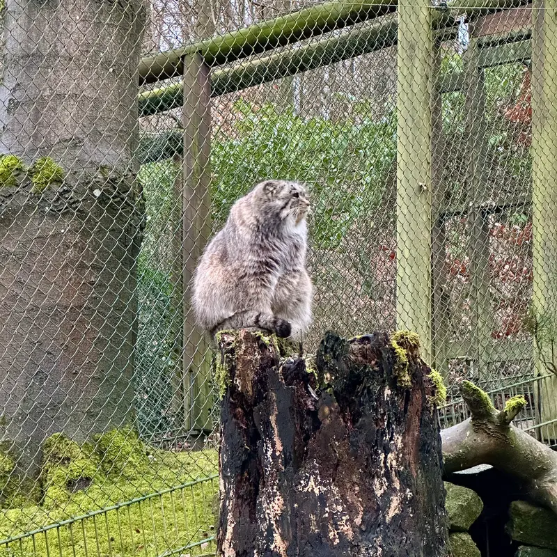 オペル動物園のバトゥの写真