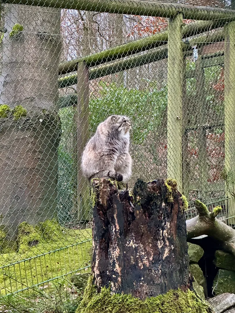 オペル動物園のバトゥの写真