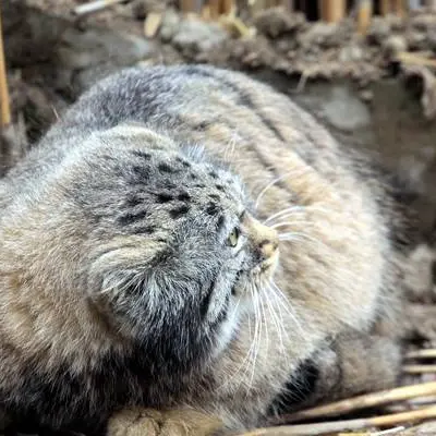カラコル動物園のクニャージュナ・カラコリスカヤの写真