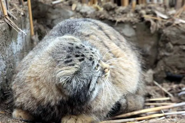 カラコル動物園のクニャージュナ・カラコリスカヤの写真