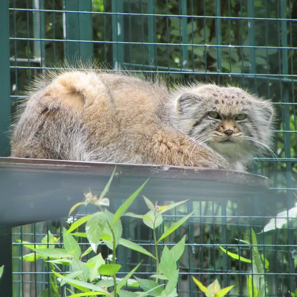 デッサウ動物園のマンニの写真