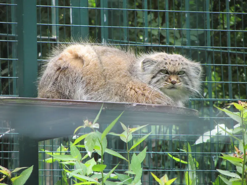 デッサウ動物園のマンニの写真