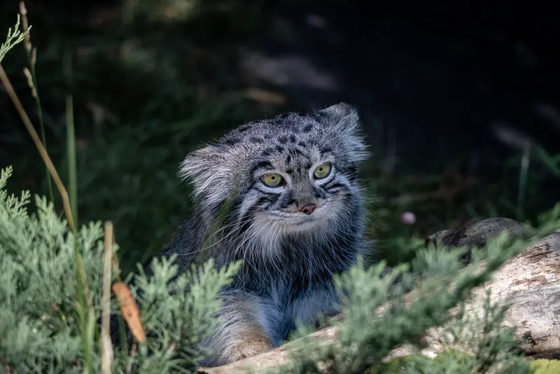 モスクワ動物園のティモフェイの写真