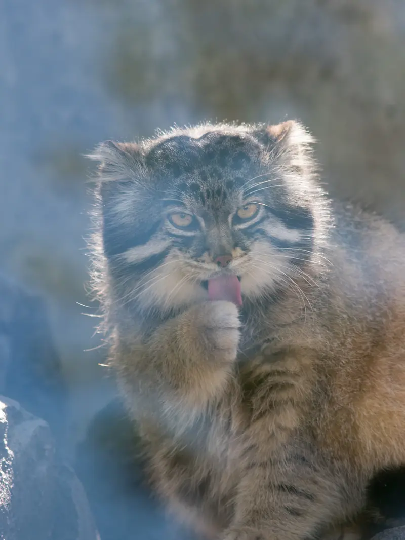 旭山動物園のグルーシャの写真