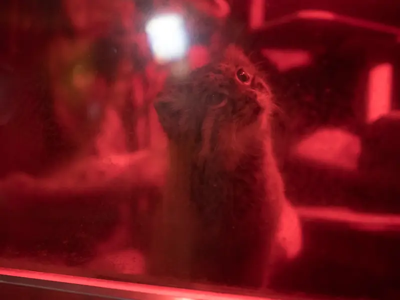 恩賜上野動物園のナイマの写真
