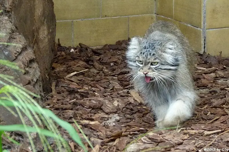 オポーレ動物園のパルルの写真