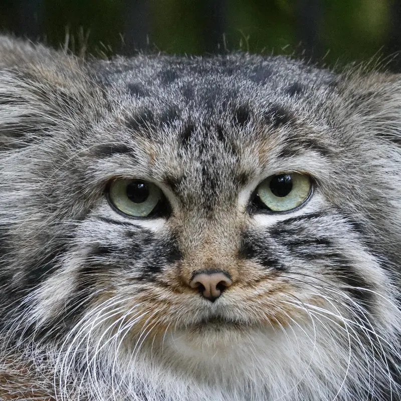ノヴォシビルスク動物園のガビの写真