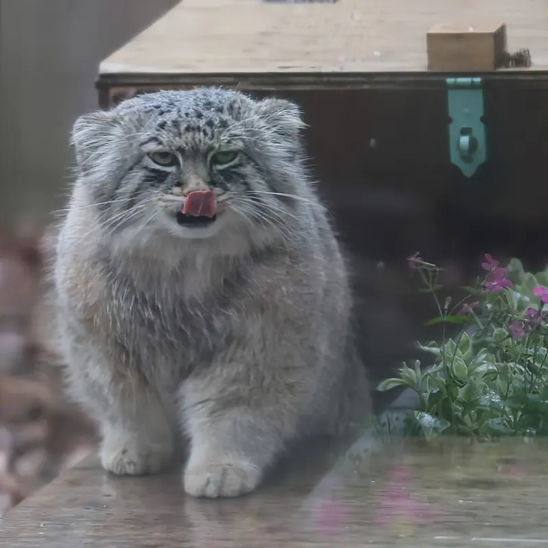 埼玉県こども動物自然公園のロータスの写真