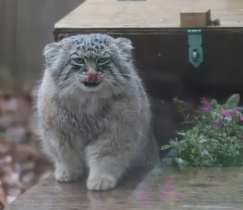 埼玉県こども動物自然公園のロータスの写真
